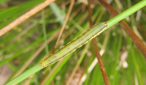 Dolerus sp.
